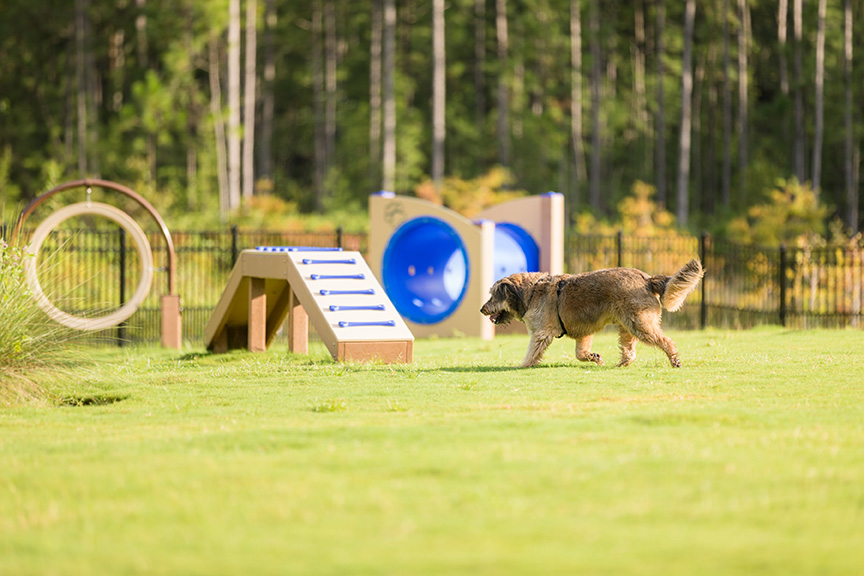 Benefits of Dog Parks in Communities