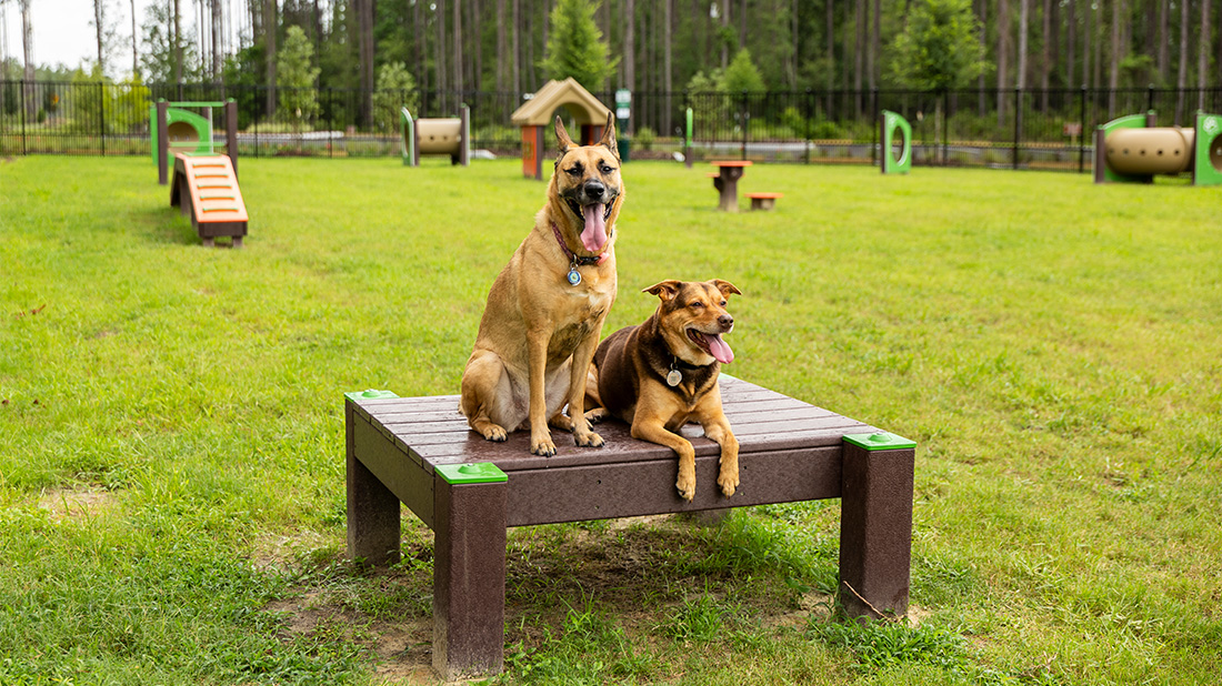 Dog Park Equipment Checklist: Essential Amenities for a Successful Dog Park